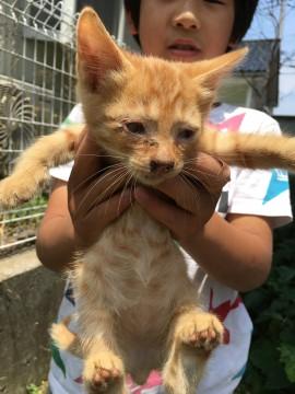 カワイイ仔猫６匹の里親募集