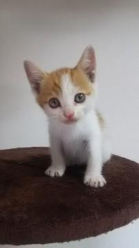 仔猫　里親募集中（大阪南部）
