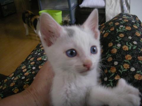生後一ヶ月の可愛い子猫です