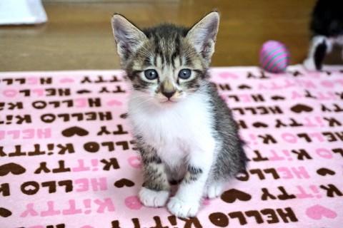 甘えん坊の男の子