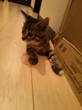 4月12日生まれの人に慣れた子猫です。