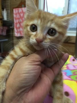 人懐っこい肩乗り茶トラ君