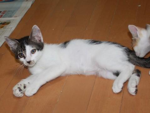 超なつこい男の子です。