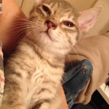 子猫の里親さん募集