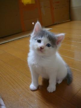 背中に乗るのが好きみたいです