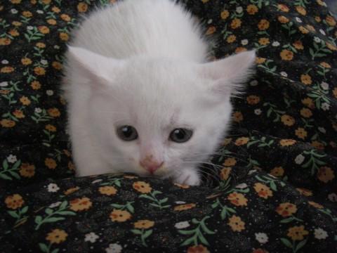 生後ニヶ月の可愛い子猫です