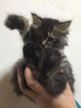 生後2ヶ月くらいだと思います。