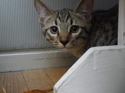 元気なキジの男の子。