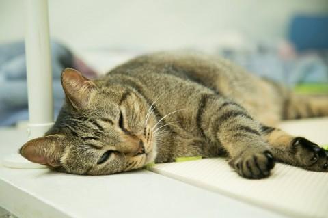 むちむちして可愛いキジねこ女の子