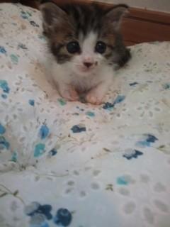 里親募集しています