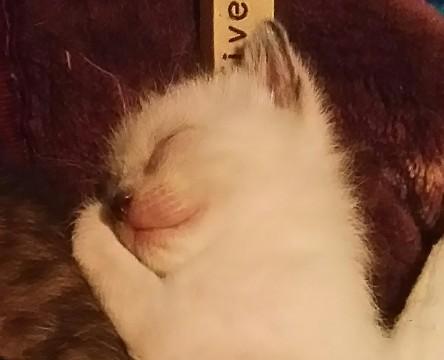 保護しています。
