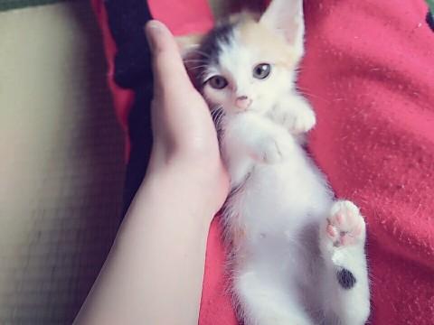 ハーフ柄の三毛ちゃん