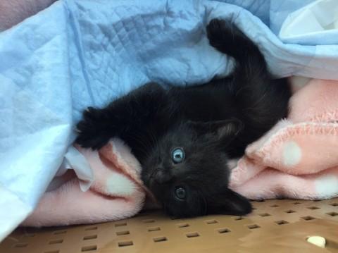 くろちゃん　生後1ヶ月くらい