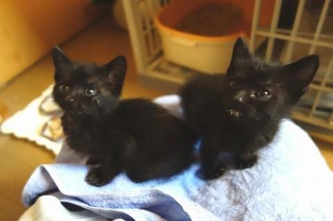 ★生後一か月２匹一緒に！黒猫あ~ちゃん★