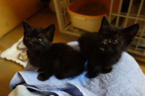 ★生後一か月２匹一緒に！黒猫ち~ちゃん★