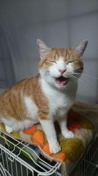 ぶつぶつお話の多いおじさん猫です