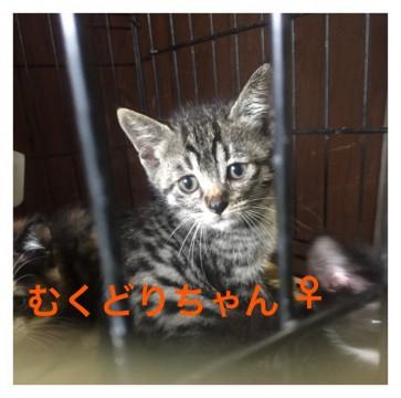 羽ばたけシリーズ＊むくどりちゃん