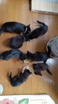 黒猫の子猫ちゃん