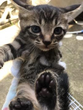 目がブルーグレーな子猫