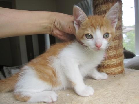 人なつこいごろすりさん