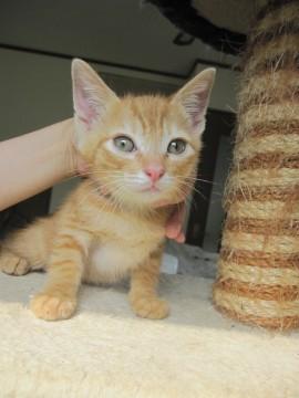 人なつこいごろすりさん