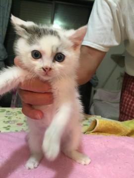 超可愛い白毛に黒い小さな斑点の仔猫ちゃん