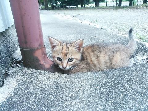 4/20生まれの元気な子たちです。
