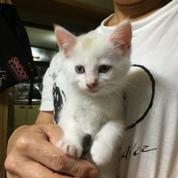2ヵ月の元気なメス猫ちゃんです！