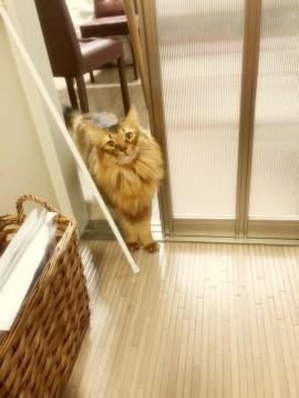 人懐こいソマリ