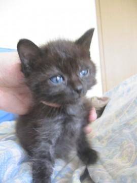 もこふわくまちゃん