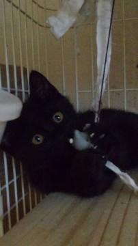 のんびりおっとり　ろっくん