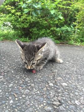 可愛い子猫