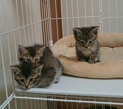 とにかくカワイイです☆ 5