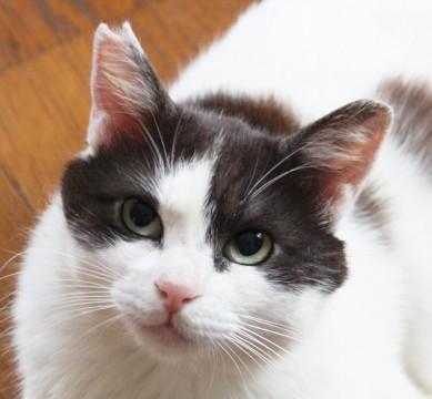 人も猫も大好きな　はちわれ猫