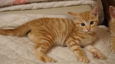 ちょっぴり珍しい？茶トラ女子！！