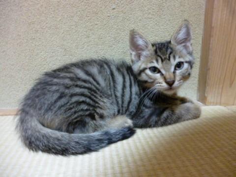 元気いっぱいでかわいいです