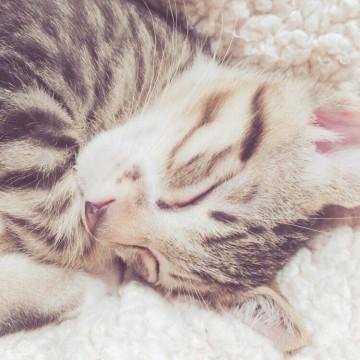 人なっつっこいにゃんこ