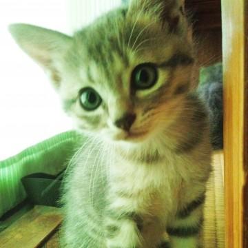 山梨　サバトラの子猫