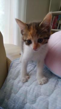 生後2か月間近、おてんばミケちゃん