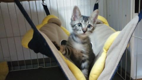 カクテル一族＆アロハ兄弟