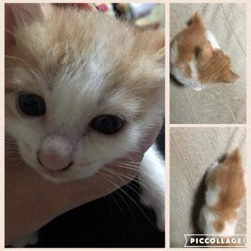 三兄妹の可愛い子猫です