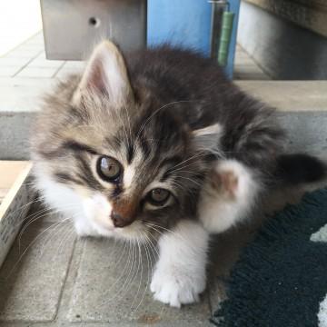 やんちゃな４きょうだい