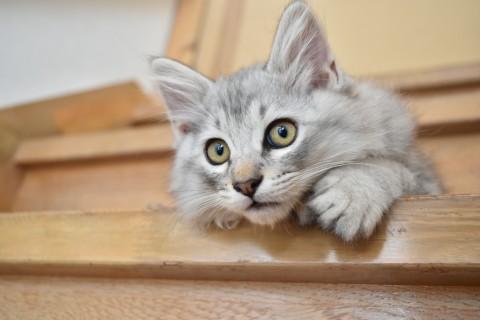 やんちゃな４きょうだい～再募集～