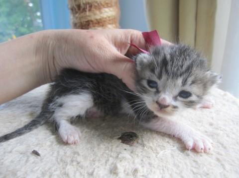 動画有　大きなお目目