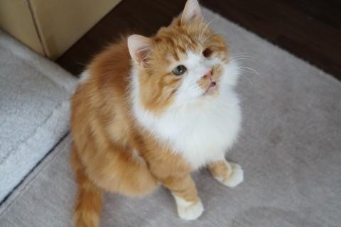 フサフサ長毛・片目がチャームポイント♪