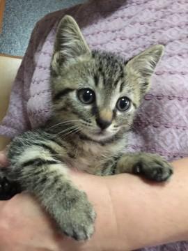 生後2ヶ月 丸顔オス猫 里親さん募集