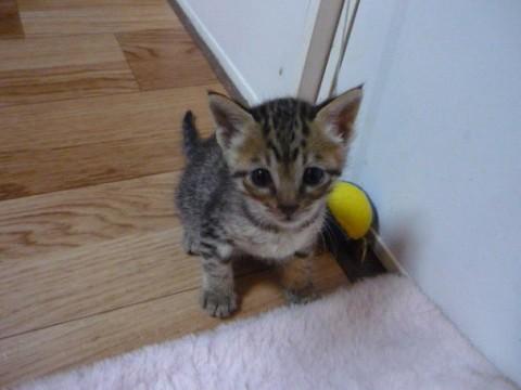 キジ模様のはっきりした大人しいちびさん