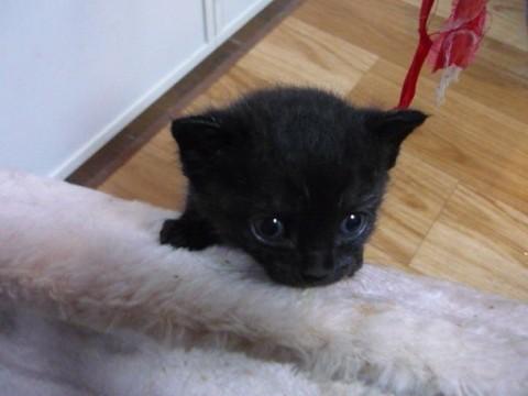 甘えん坊のクロちびさん