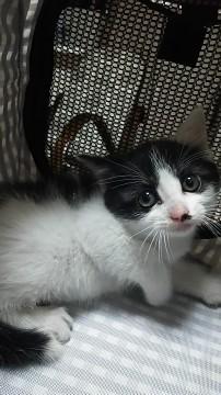 ハチワレ美人さん