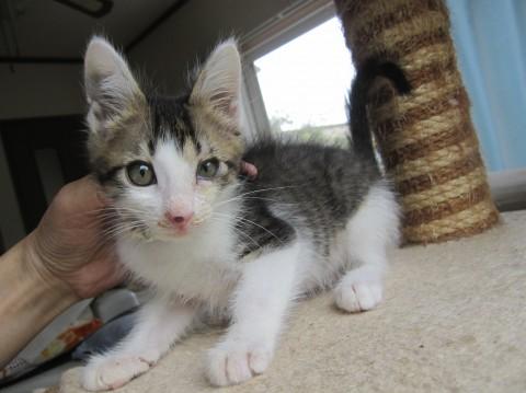 動画有ちゅぱちゅぱ王子